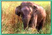 Kaziranga - Assam