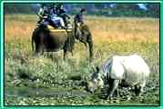 Manas - Assam
