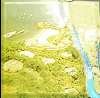 Beaches of Goa