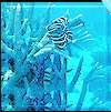 Sea Plants of Lakshwadweep Islands