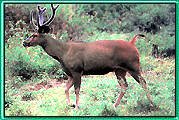 Similipar National Park - Orissa