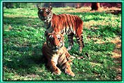 Ranthambhore National Park - Rajasthan