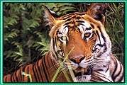 Corbett - Uttar Pradesh